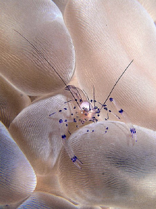 Bubble Coral Shrimp. East of Dili, East Timor by Doug Anderson 